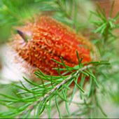 Wide Horizons Bed And Breakfast - Dalby Accommodation 3