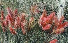 Wartook Gardens - Dalby Accommodation 2