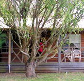 BIG4 Ballarat Windmill Holiday Park - Dalby Accommodation
