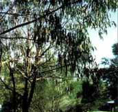 Mallacootas Shady Gully Caravan Park - Dalby Accommodation