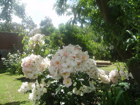 Hudspeth House Bed And Breakfast - Dalby Accommodation 3
