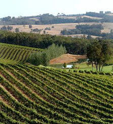 Brookhampton Estate Vineyard - Dalby Accommodation 1