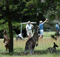 Glen Innes Golf Club - Dalby Accommodation
