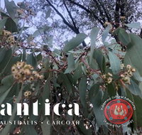 Antica Australis - Winter Fire Festival