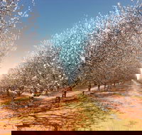 Mallee Almond Blossom Festival - Dalby Accommodation