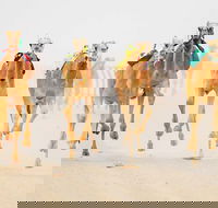 The Quirindi Camel Cup - Dalby Accommodation