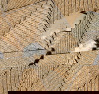 WA Now  Tom Mller Monolith Scores - Virtual Exhibition - Dalby Accommodation