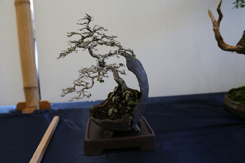 Wauchope Bonsai Workshop Group - Dalby Accommodation 1