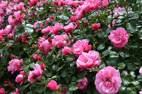 2020 Woolmers Estate Festival Of Roses - Dalby Accommodation 0