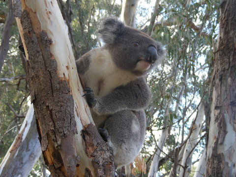 Annual Koala Count - Dalby Accommodation 0
