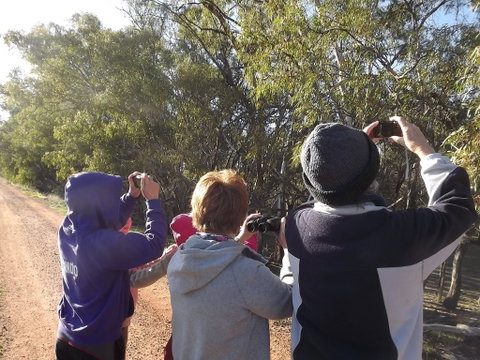 Annual Koala Count - Dalby Accommodation 1