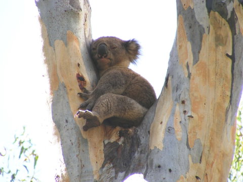 Annual Koala Count - Dalby Accommodation 2