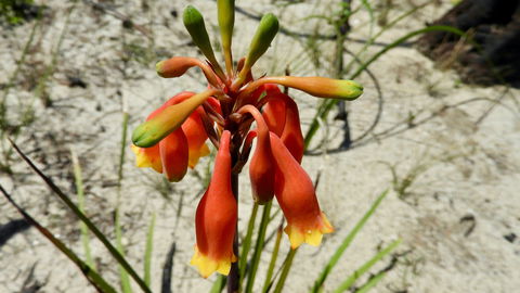 Australian Flora: Past, Present And Future - Dalby Accommodation 0