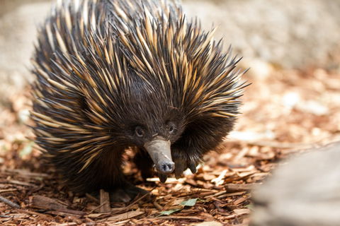 Aussie Wildlife Course - October Condensed Weekend Course - Dalby Accommodation 0