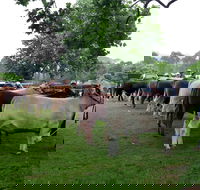 Dorrigo Agricultural Show - Dalby Accommodation