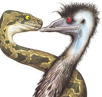 Edward The Emu - Dalby Accommodation
