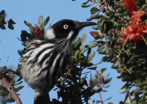 Esperance Wildflower Festival - Dalby Accommodation 0