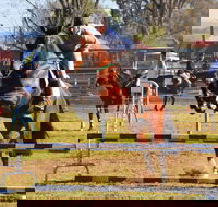 Glen Innes Pastoral and Agricultural Show - Dalby Accommodation