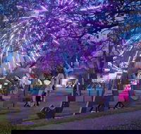 Grafton Jacaranda Festival - Dalby Accommodation