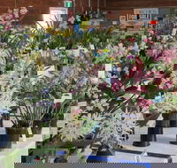 Sapphire Coast Orchid Club Spring Orchid Show - Dalby Accommodation