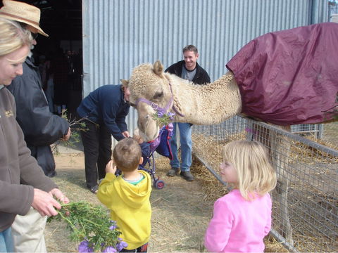 Wangaratta Show - Dalby Accommodation 1