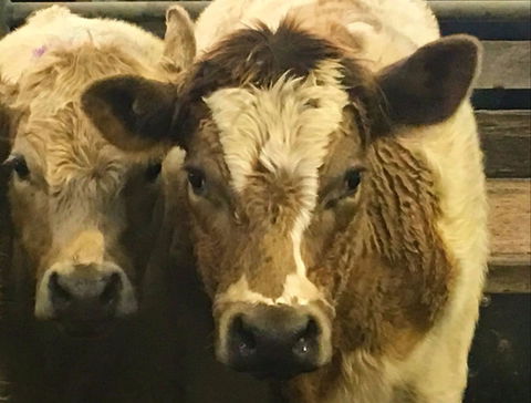 Wangaratta Show - Dalby Accommodation 2