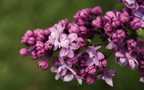 69th Annual Goulburn Lilac City Festival - Dalby Accommodation 0