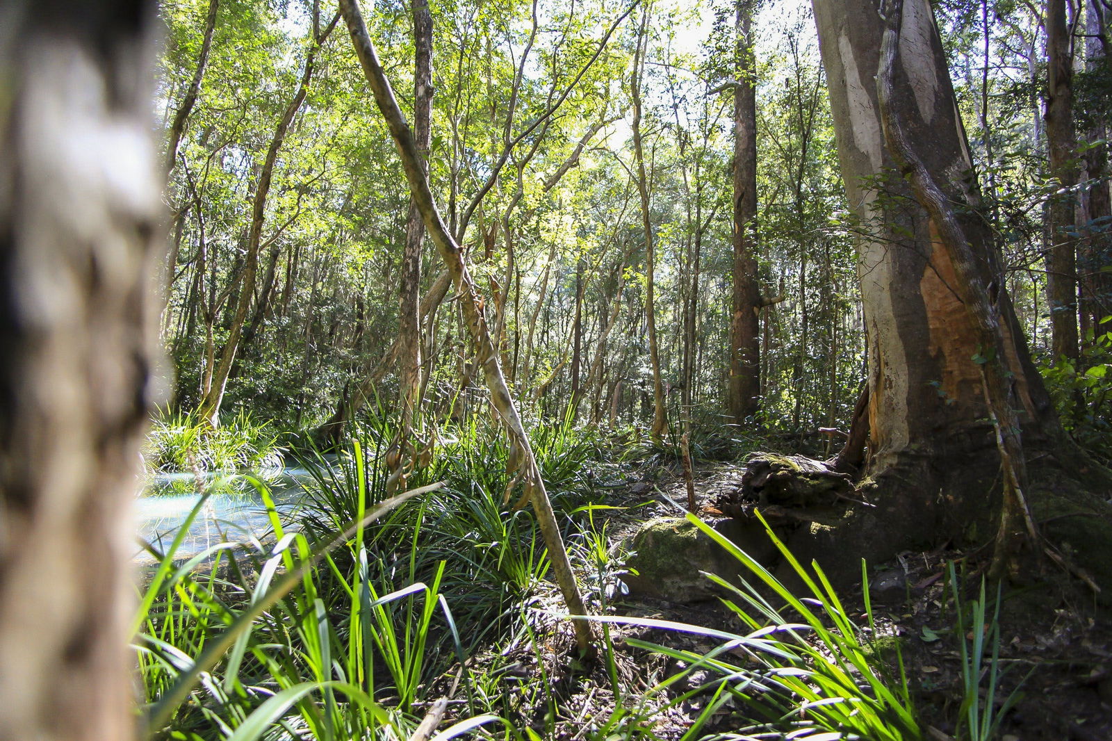 Cells River NSW Dalby Accommodation