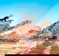 Boulia Camel Races - Dalby Accommodation