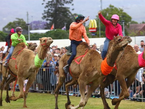 Camel Races At Penrith Paceway - Dalby Accommodation 0