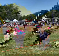 Dogs In the Park NSW St Ives - Dalby Accommodation