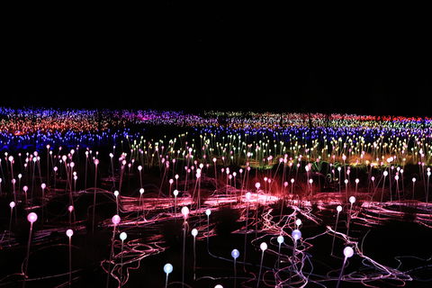 Field Of Light Uluru - Dalby Accommodation 2