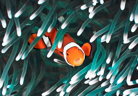 Great Barrier Reef Masters Games - Dalby Accommodation 1
