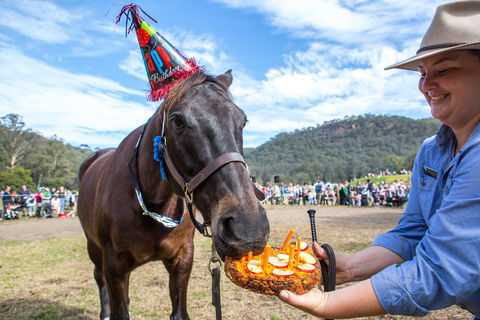 Horses Birthday Festival - Dalby Accommodation 0