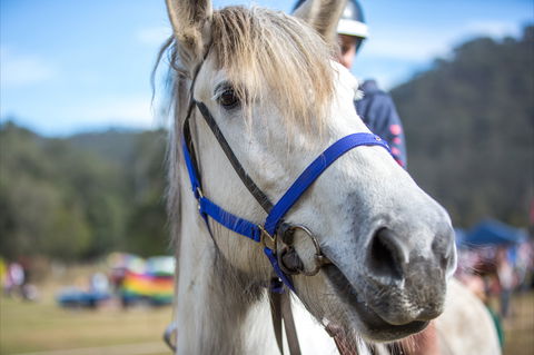 Horses Birthday Festival - Dalby Accommodation 1