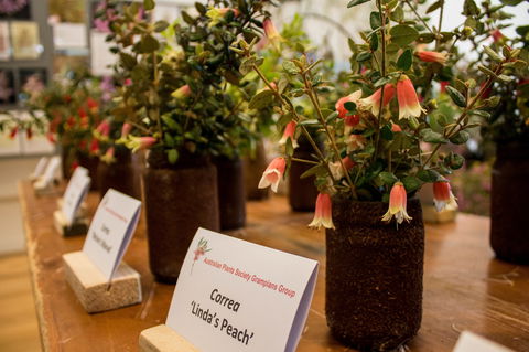 Pomonal Native Flower Show - Dalby Accommodation 1