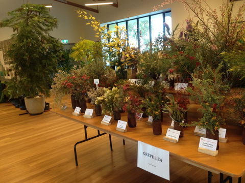 Pomonal Native Flower Show - Dalby Accommodation 2