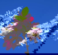 Spring time at Hunter Valley Gardens - Dalby Accommodation