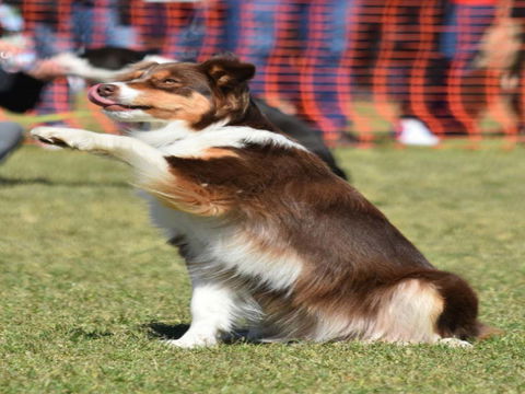 Dogs In The Park NSW Orange - Dalby Accommodation 0