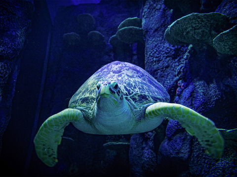 Sydney's Aquarium - Dalby Accommodation 0