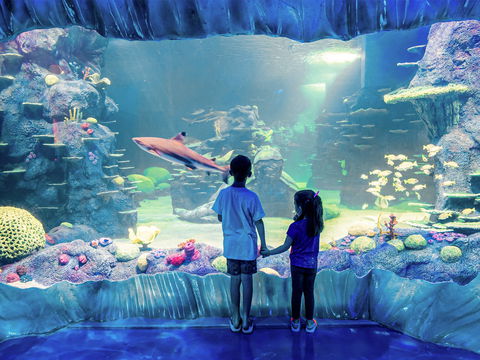 Sydney's Aquarium - Dalby Accommodation 1