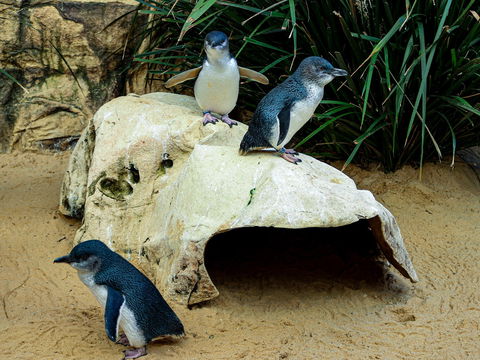 Sydney's Aquarium - Dalby Accommodation 2