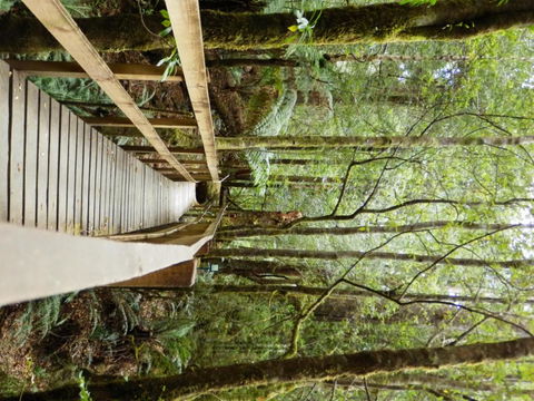 Tahune Air Walk Lodge - Dalby Accommodation 4