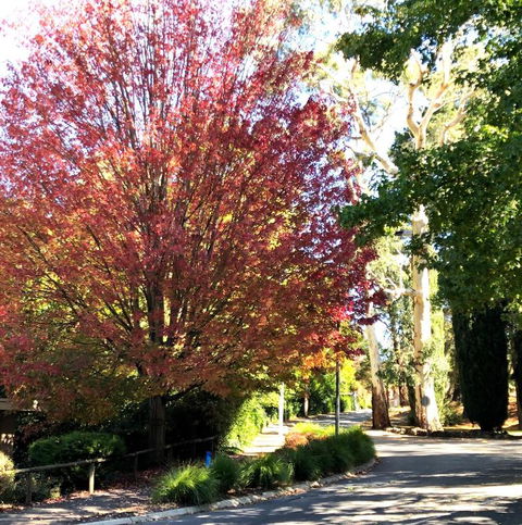 Aldgate Creek Cottage Bed & Breakfast - Dalby Accommodation 2