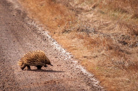 Admirals Inn - Dalby Accommodation 6