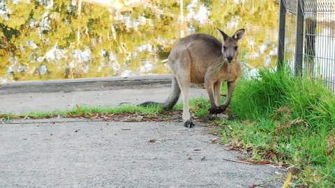 Riverfront Delight - Dalby Accommodation 3