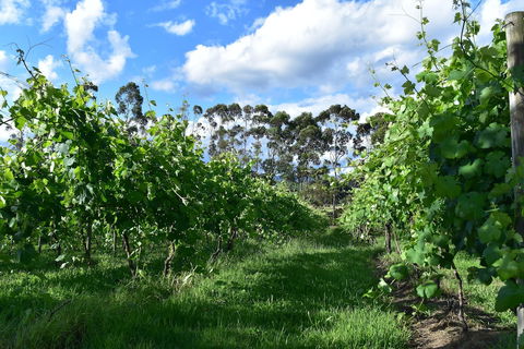 Labertouche Gypsy Creek Winery - Dalby Accommodation 1