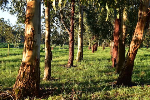Labertouche Gypsy Creek Winery - Dalby Accommodation 2