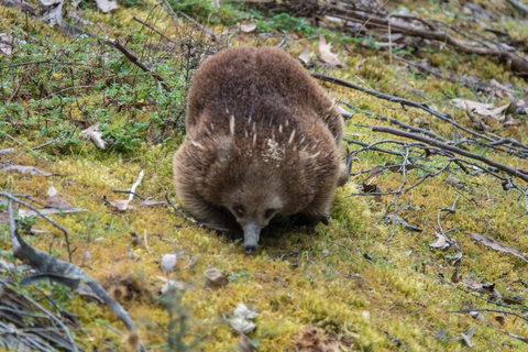 Acacia Hills Retreat - Dalby Accommodation 1