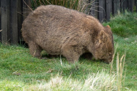 Acacia Hills Retreat - Dalby Accommodation 6